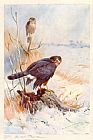 Archibald Thorburn Sparrowhawk painting